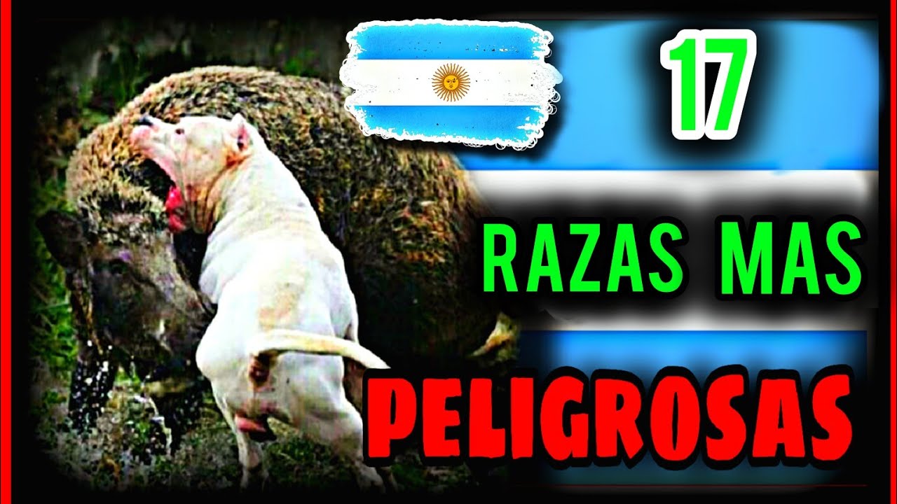 17 Razas De Perros 