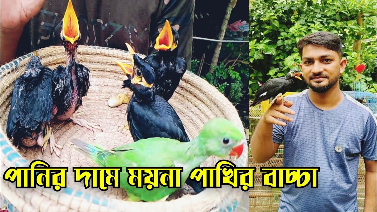 অল্প টাকায় ময়না পাখির বাচ্চা || ময়না পাখির দাম || Bird market in Bangladesh || Moyna pakhir dam