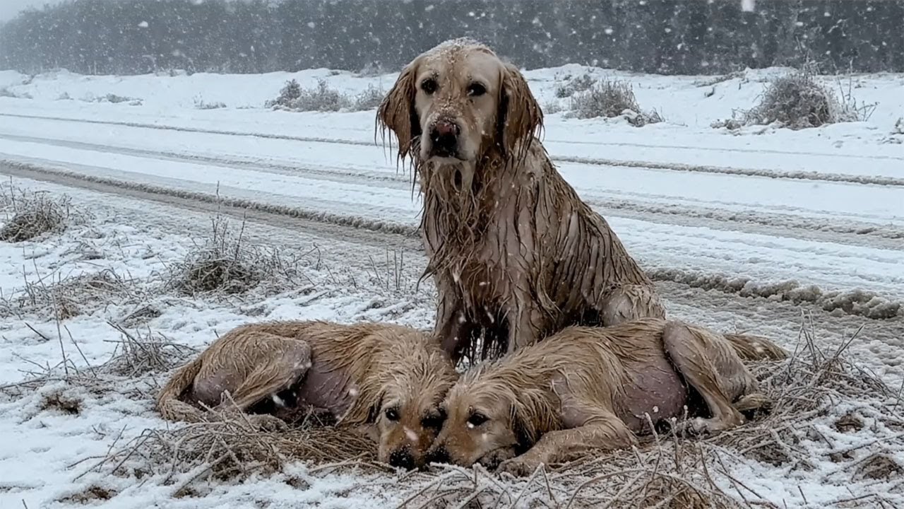 The mother dog hugged her two poor puppies in the snow and rain. Kindness appeared at the right time