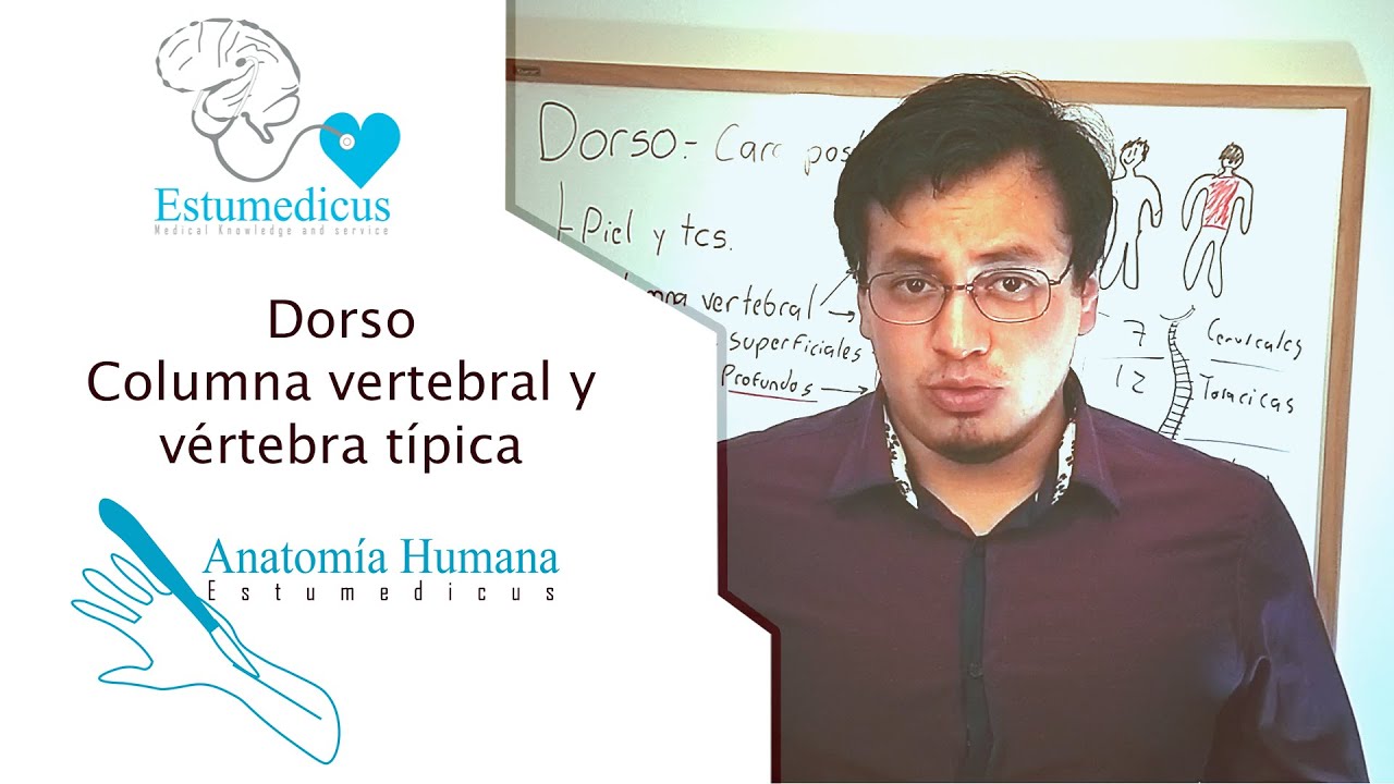 Anatom&iacute;a | Dorso. Columna vertebral y v&eacute;rtebra t&iacute;pica