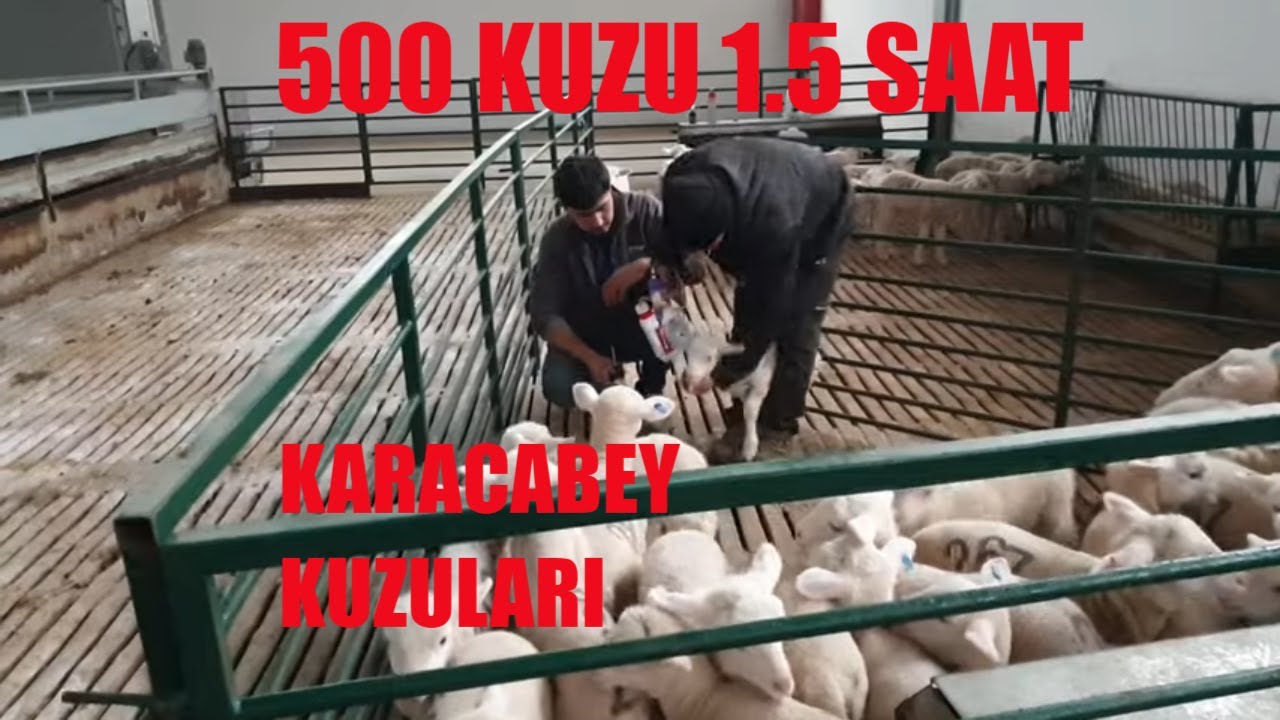 500 KUZU 1,5 SAAT | İÇ PARAZİT VE KARMA AŞI | SAFKAN KARACABEY KUZULARI | PEGA DAMIZLIK ÇİFTLİĞİ
