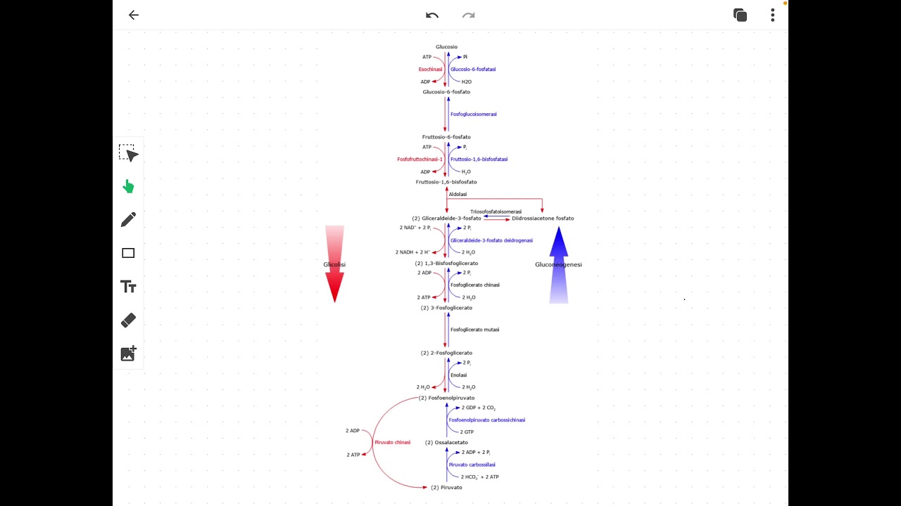 GLUCONEOGENESI