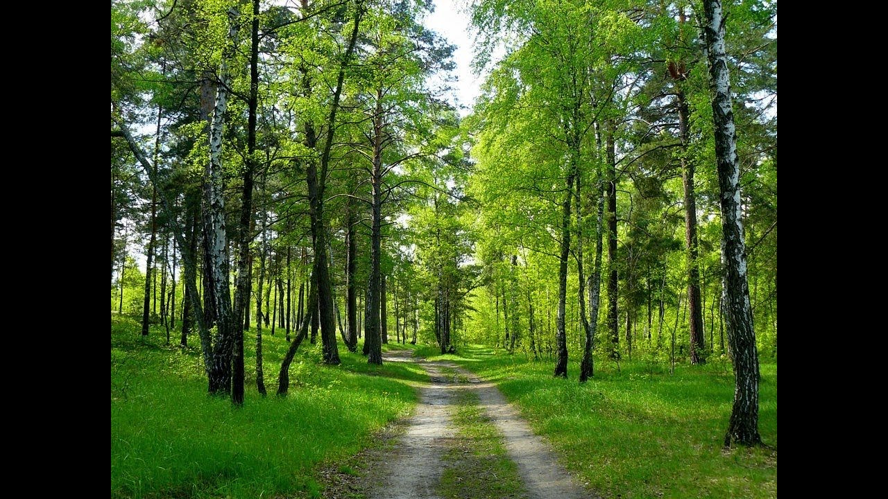 Лісовий масив