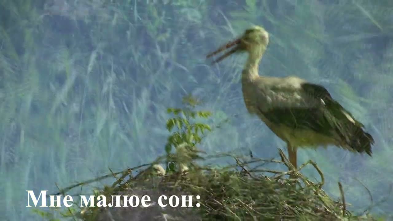 Полонез Огинского (