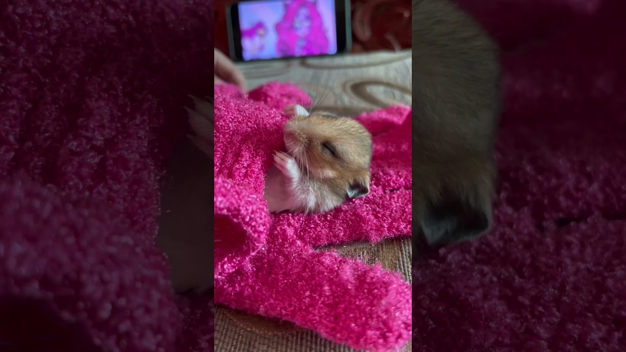 little girl’s hamster is sleeping • Hamham • Baguio City • 2024