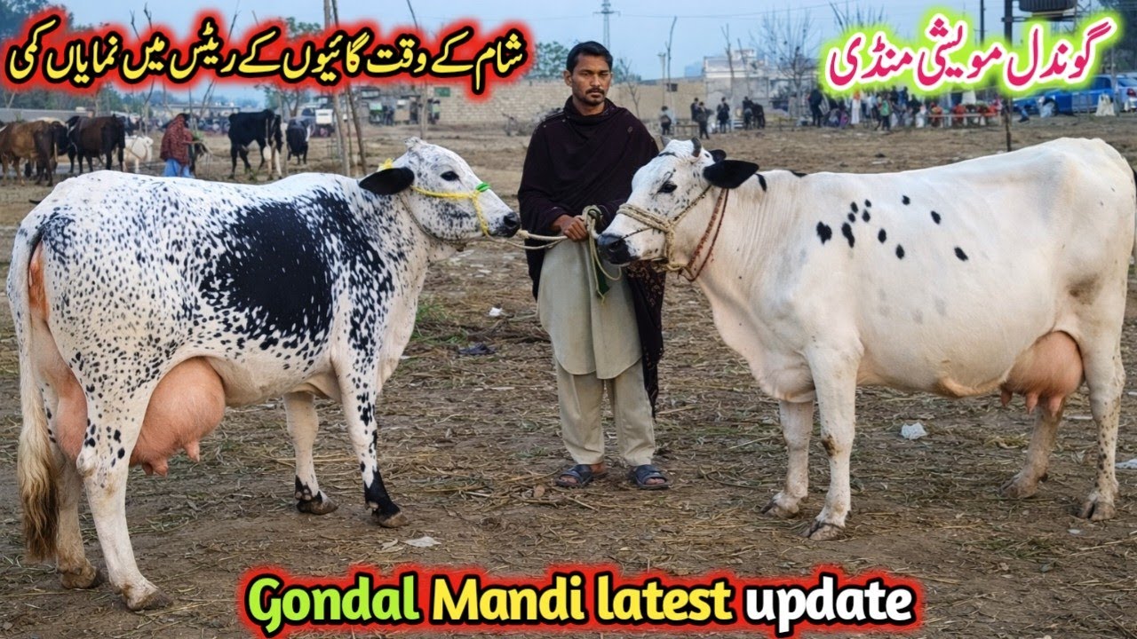 Gondal Mandi latest update 5Feb 2026!jersey cow for sale latest!best Sahiwal cow for sale!#cow#farm