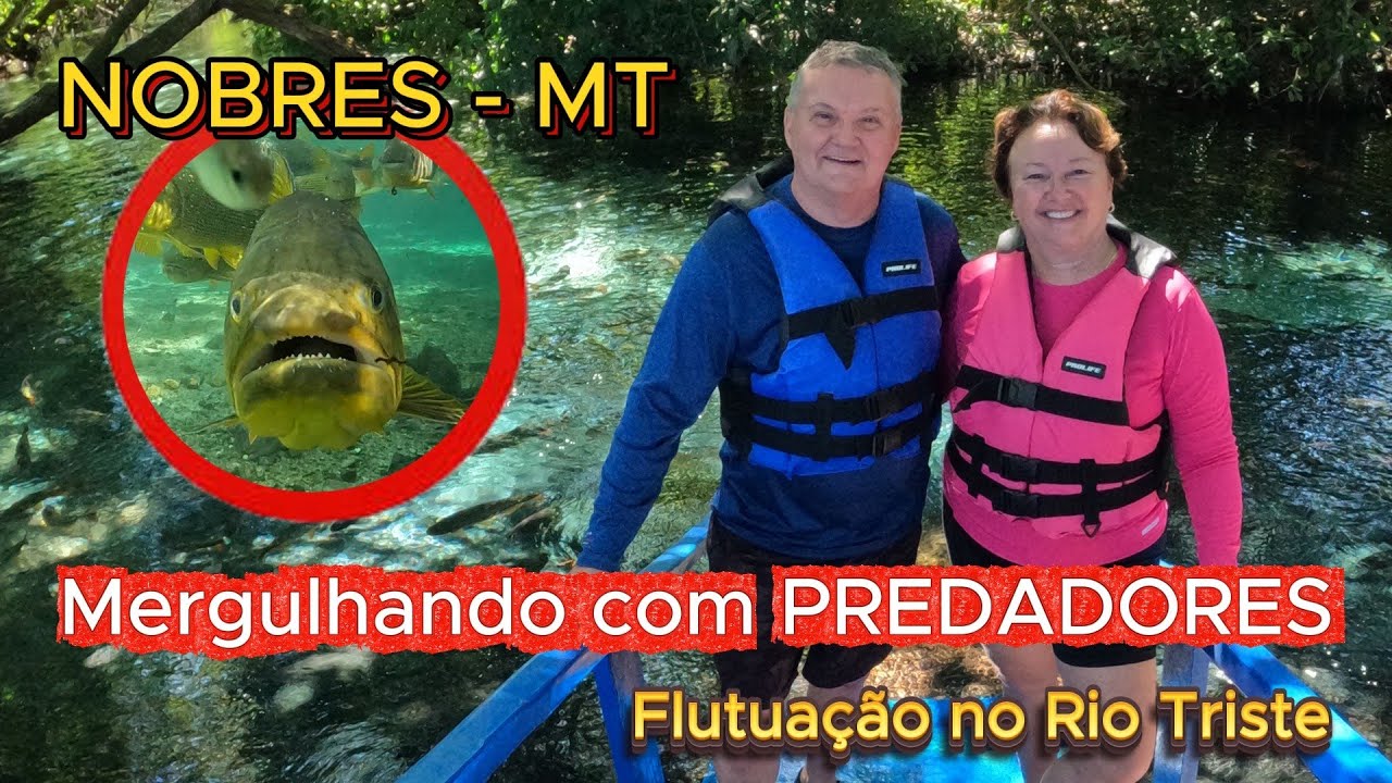 Ep.  12 -  Mergulhando com um PREDADOR Dourado.