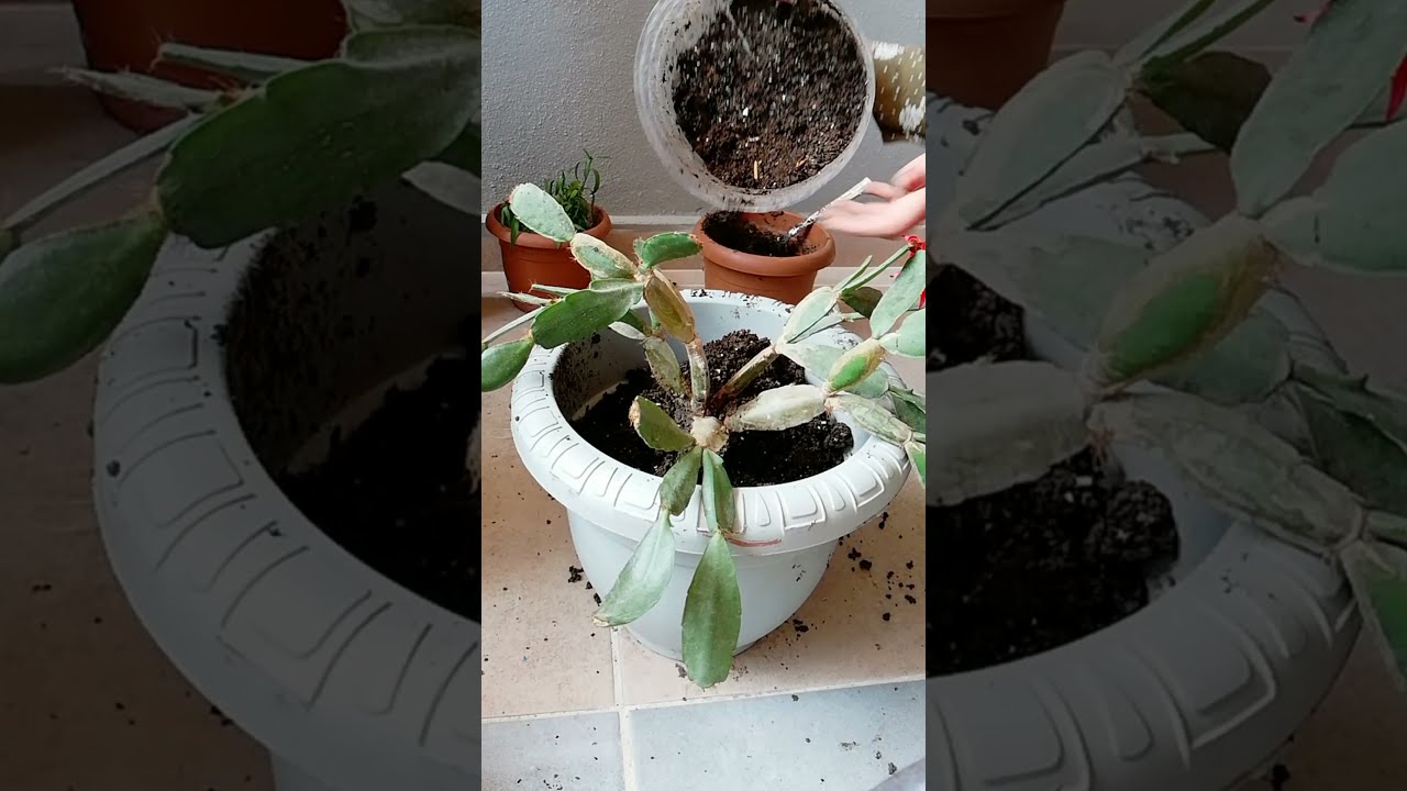 Paskalya kaktüsünün toprak değişimi, saksı değişimi