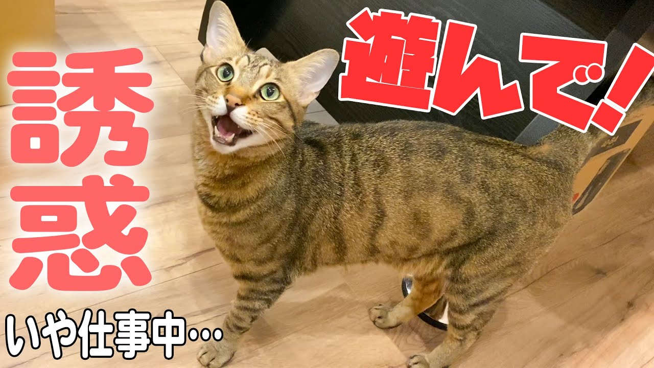 絶対に仕事させてくれない猫の誘惑の仕方が可愛すぎる...