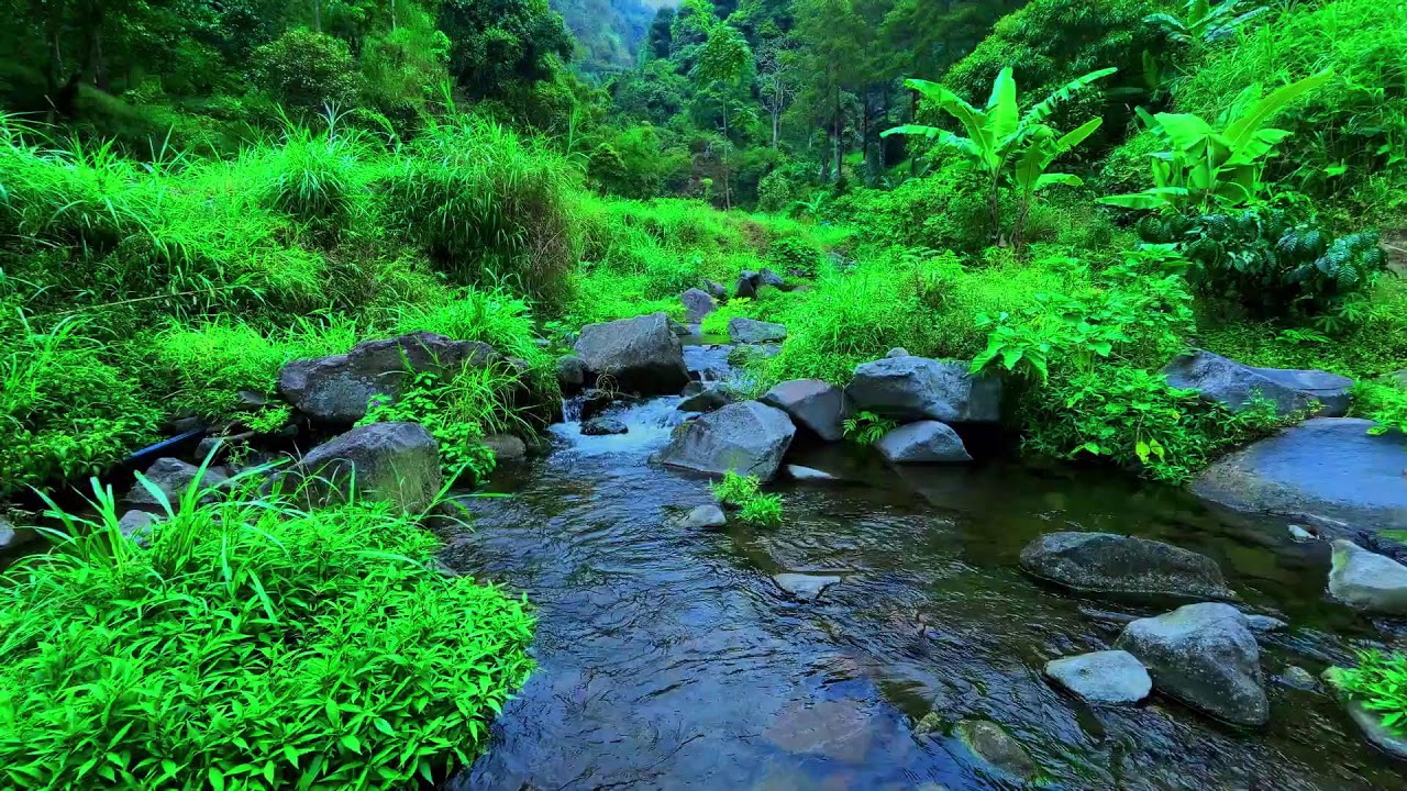 Mountain Stream Flowing. Gentle Water Sounds. Relaxing Nature Ambience for Deep Sleep