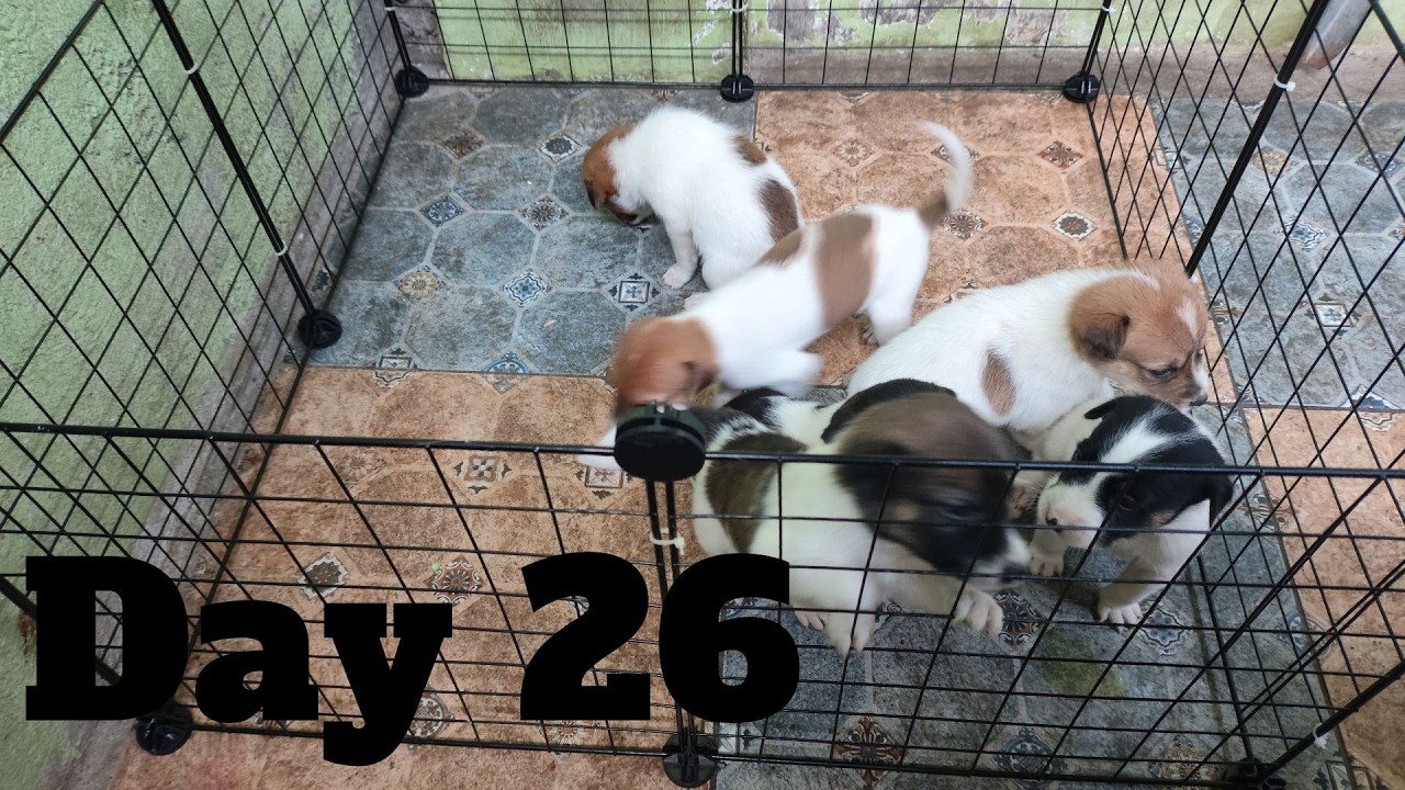 Dogs Life: Day 26 – Active & Playful Puppies
