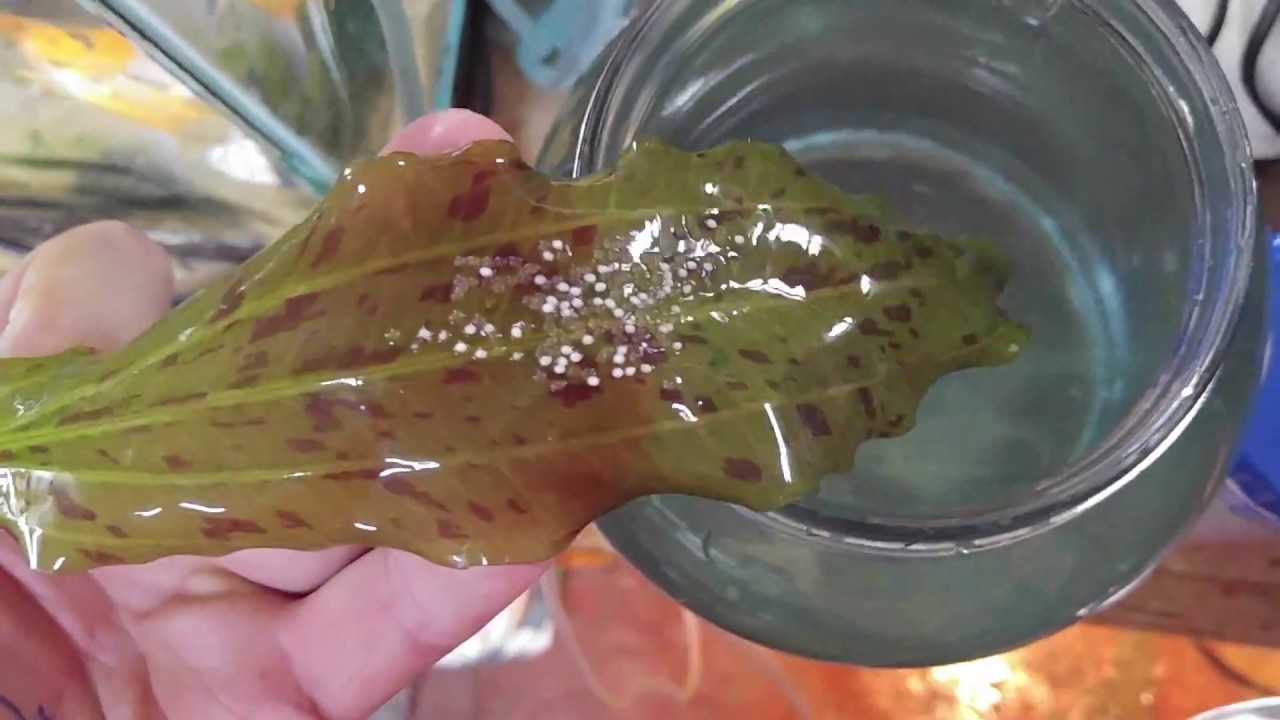 Angelfish Fry day Two and Three - Transfer & Cleanup