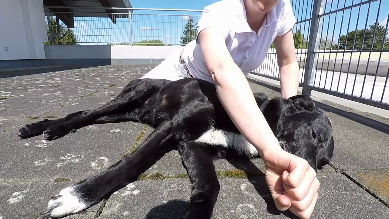 Erste Hilfe für Tiere...Tierarztbergedorf.de