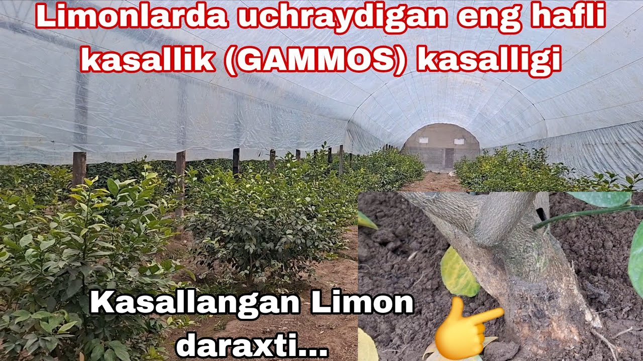 #gammos QANDAY KASALIK LIMON DARAXTI UCHUN XAFLIMI???