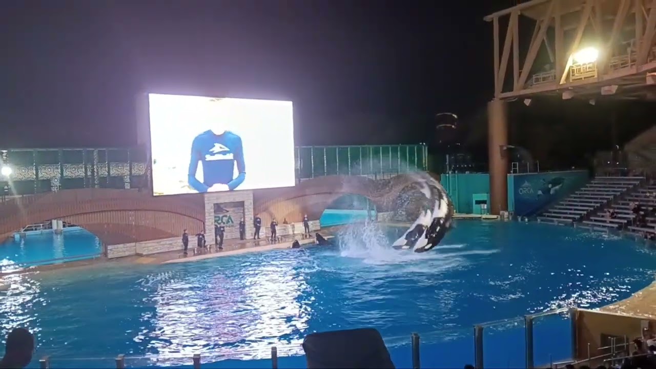 WHOLE Orlando Pod - Orca Encounter Finale (Take 2) - Night