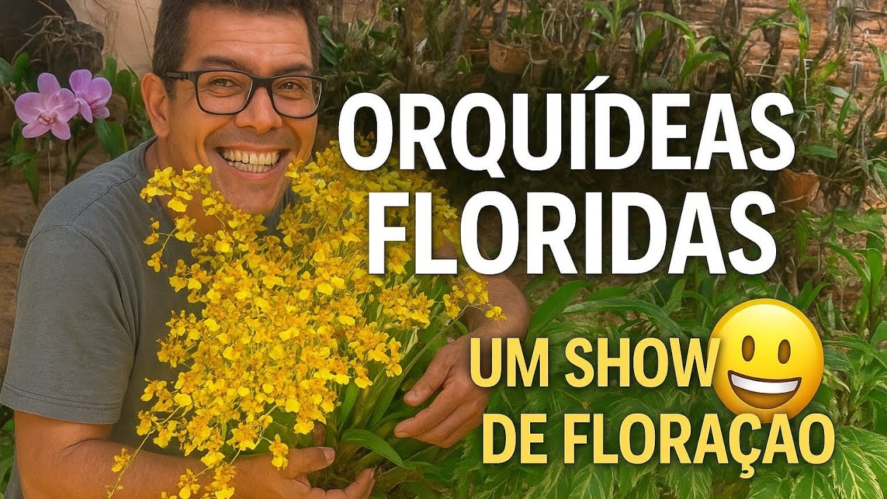 Orquídeas floridas um show de floração 😀