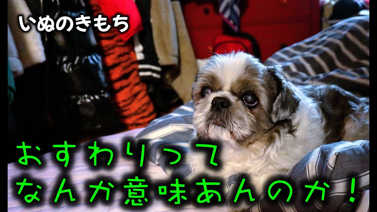 ゆいまるくんの本音 / Yuimarukun's true feelings
