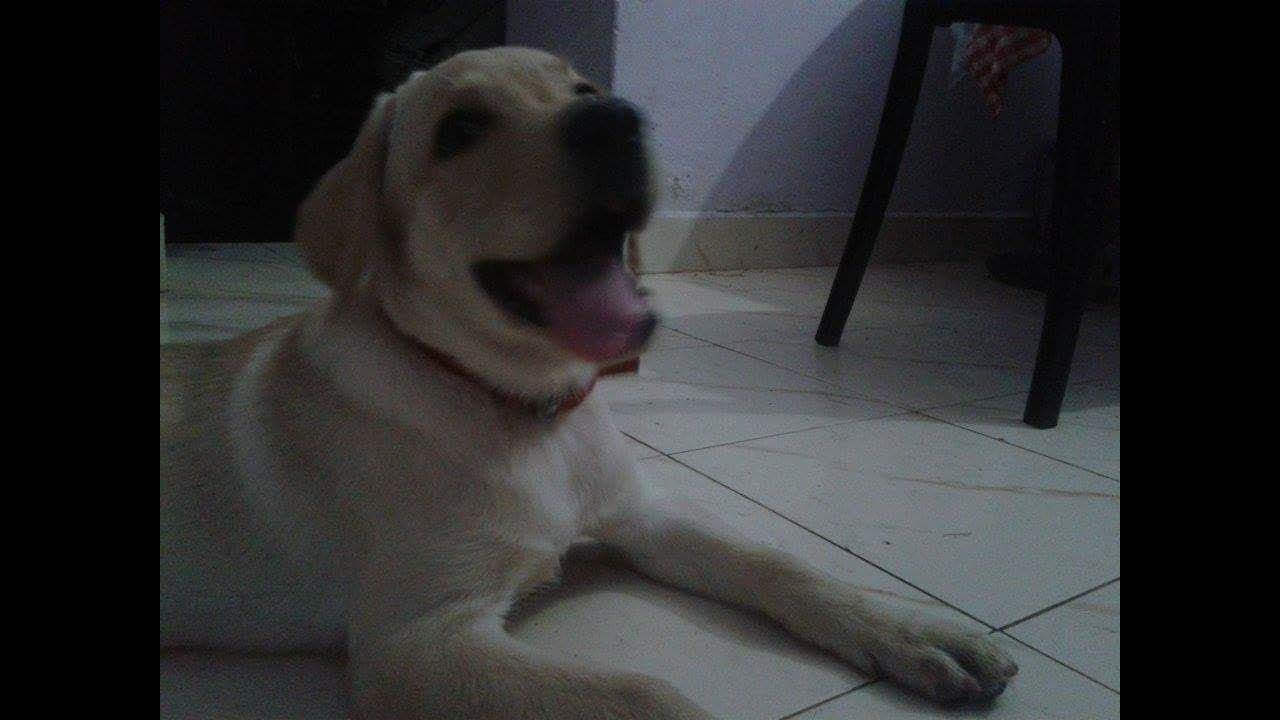 Transporting a dog internationally (Part 3)