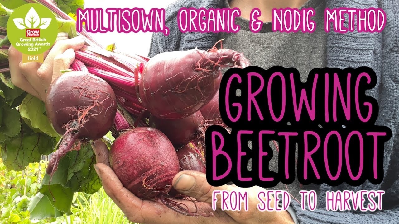 Growing Beetroot | Multisown | Seed To Harvest 🌿 Complete Growing Guide