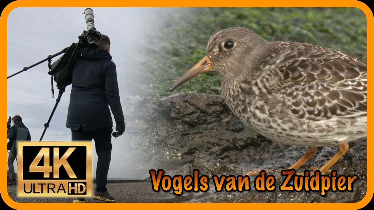 Vogels van de Zuidpier (IJmuiden)