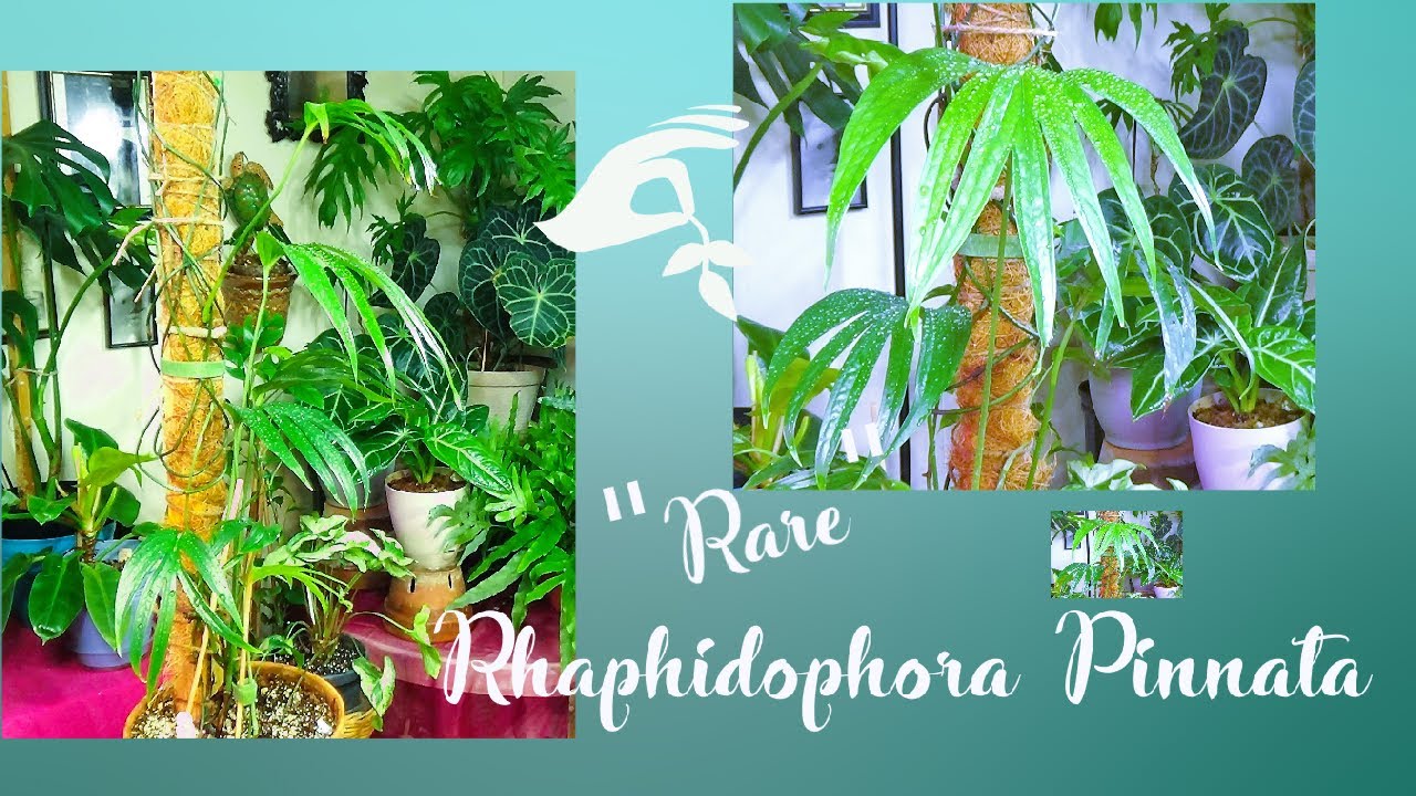 Rhaphidophora Pinnata 