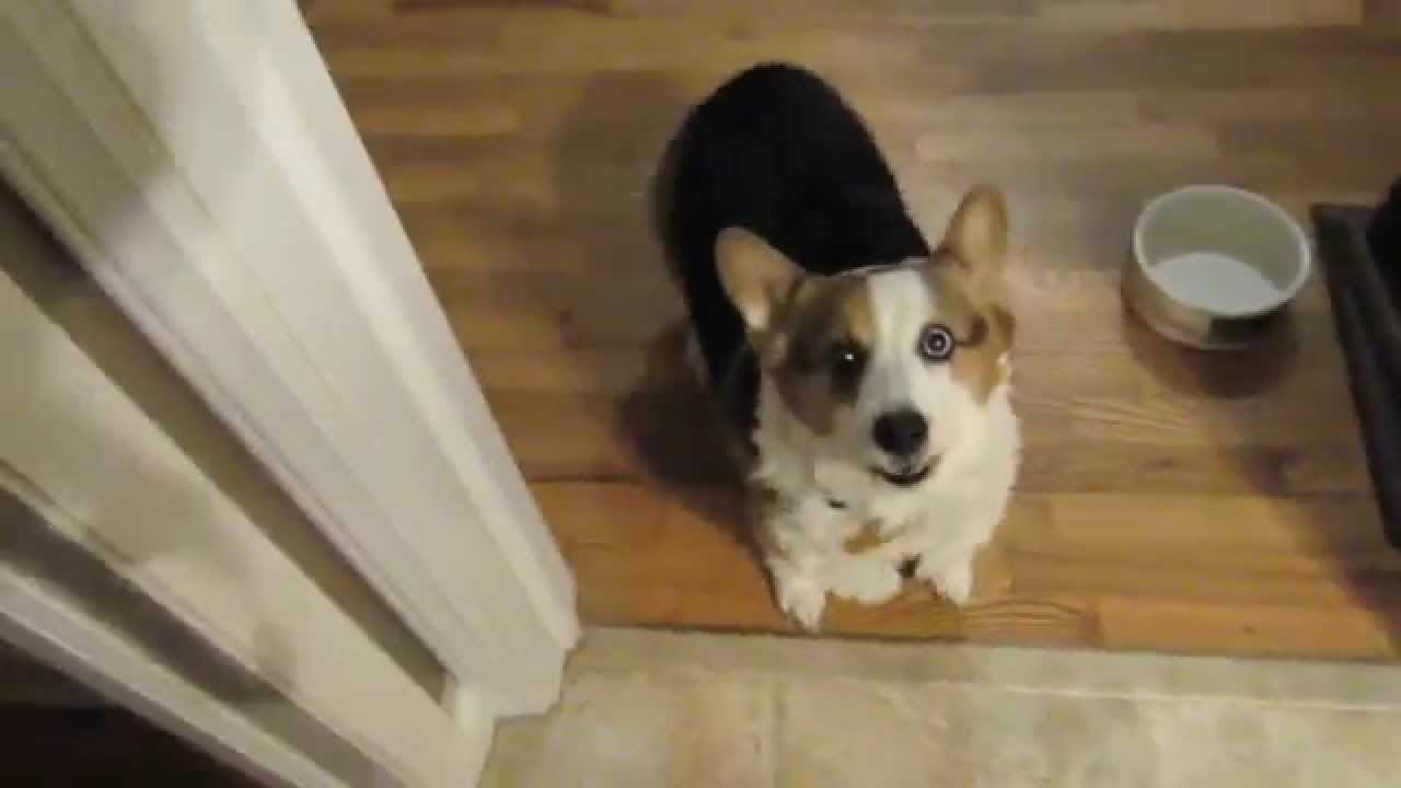 Corgi gets new bed! Super Happy!!!