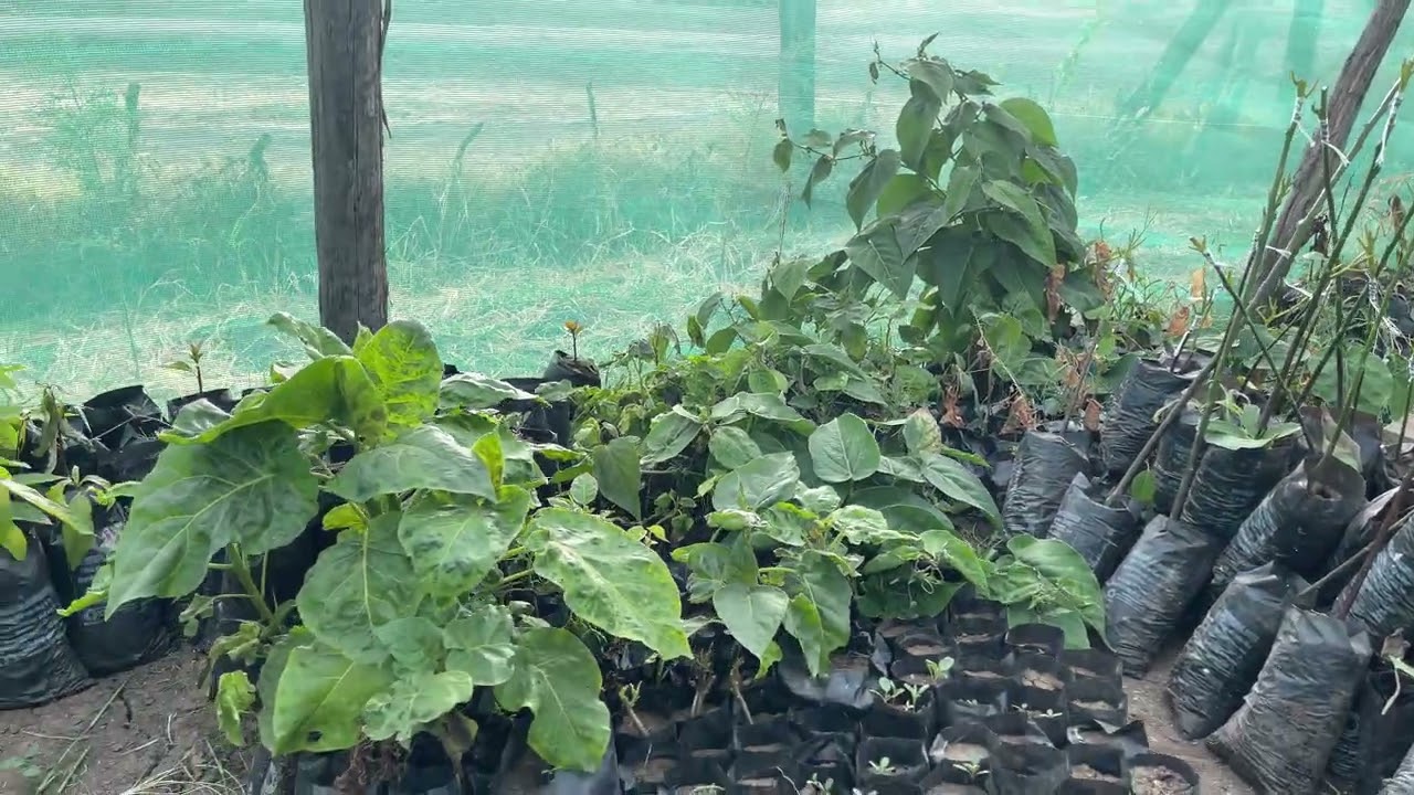 How to graft Hass avocado 