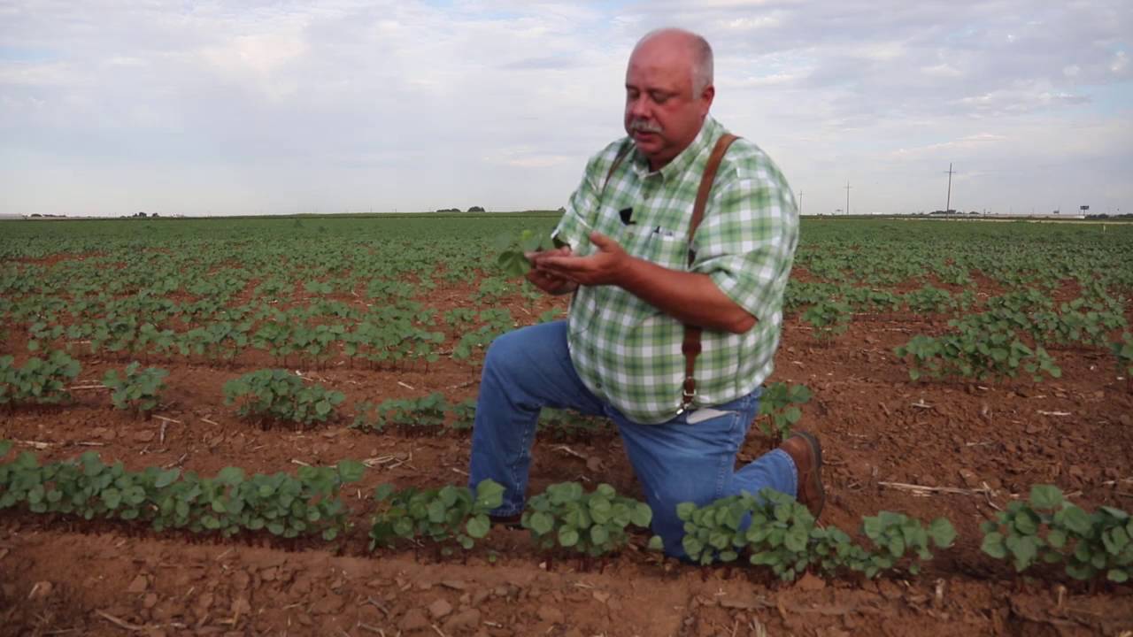 Scouting for Fleahoppers in Texas High Plains Cotton (2016)