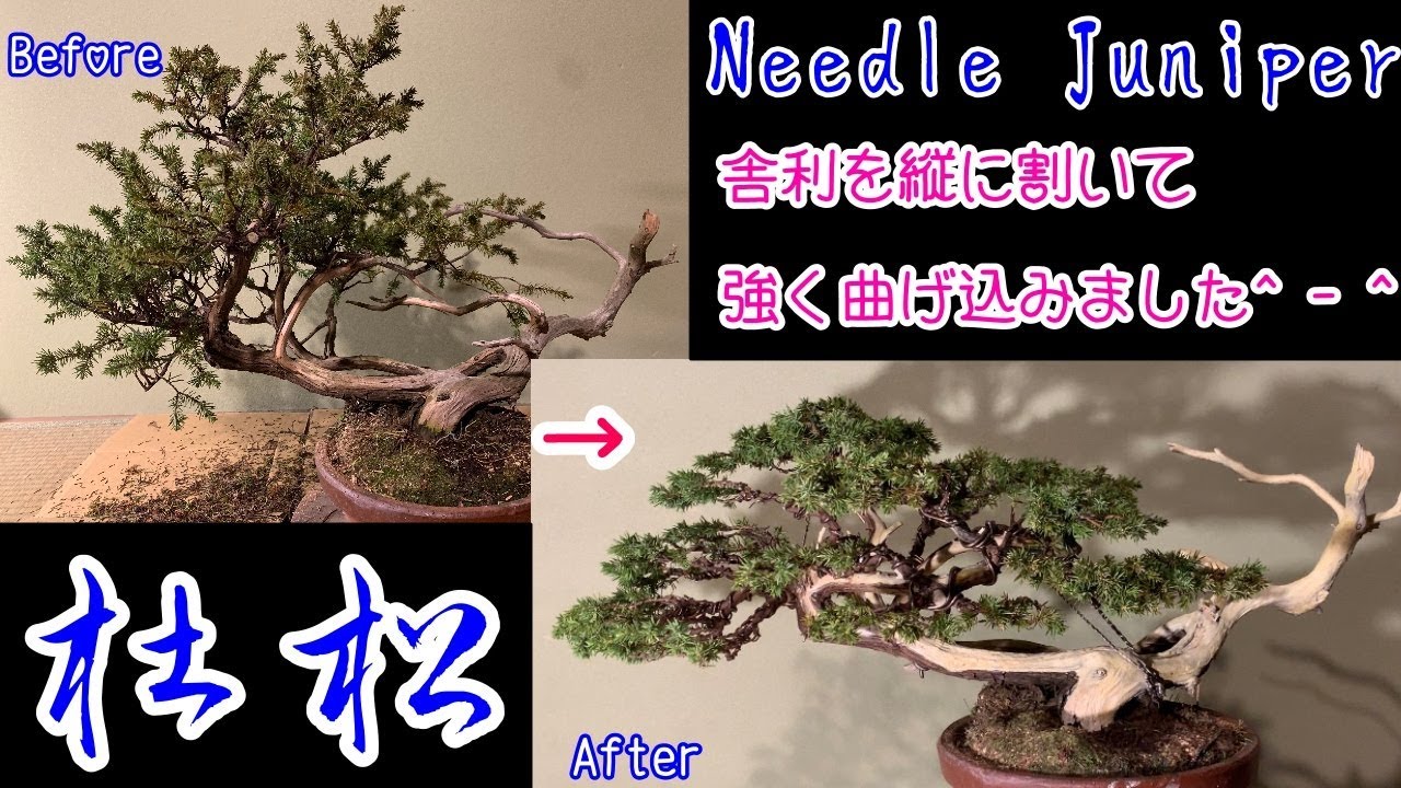 杜松の盆栽の改作作業^ - ^How to create a Needle Juniper bonsai