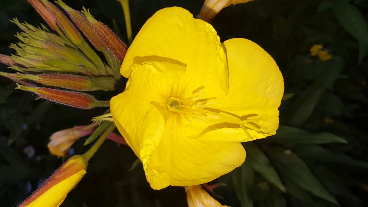 Regina Noptii - Planta care infloreste noaptea