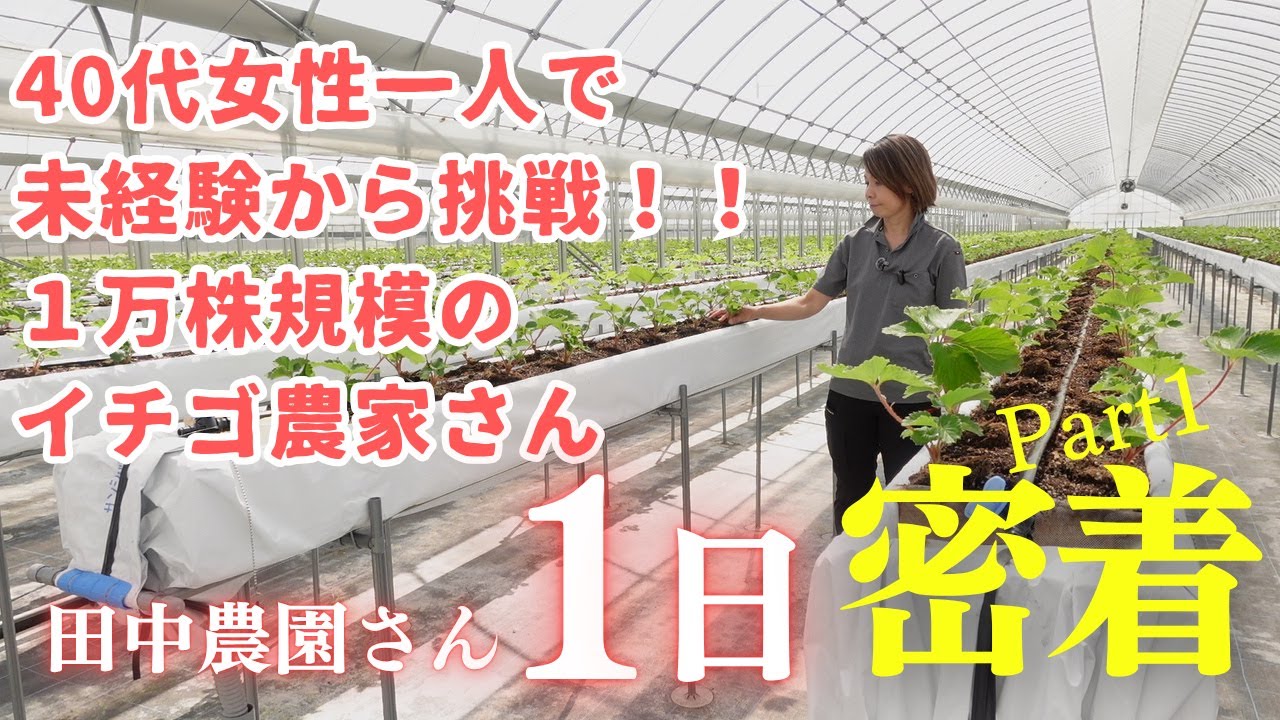40代で未経験から挑戦！“古都華”いちご農家を始めた理由とハウスの裏側【奈良・田中農園】