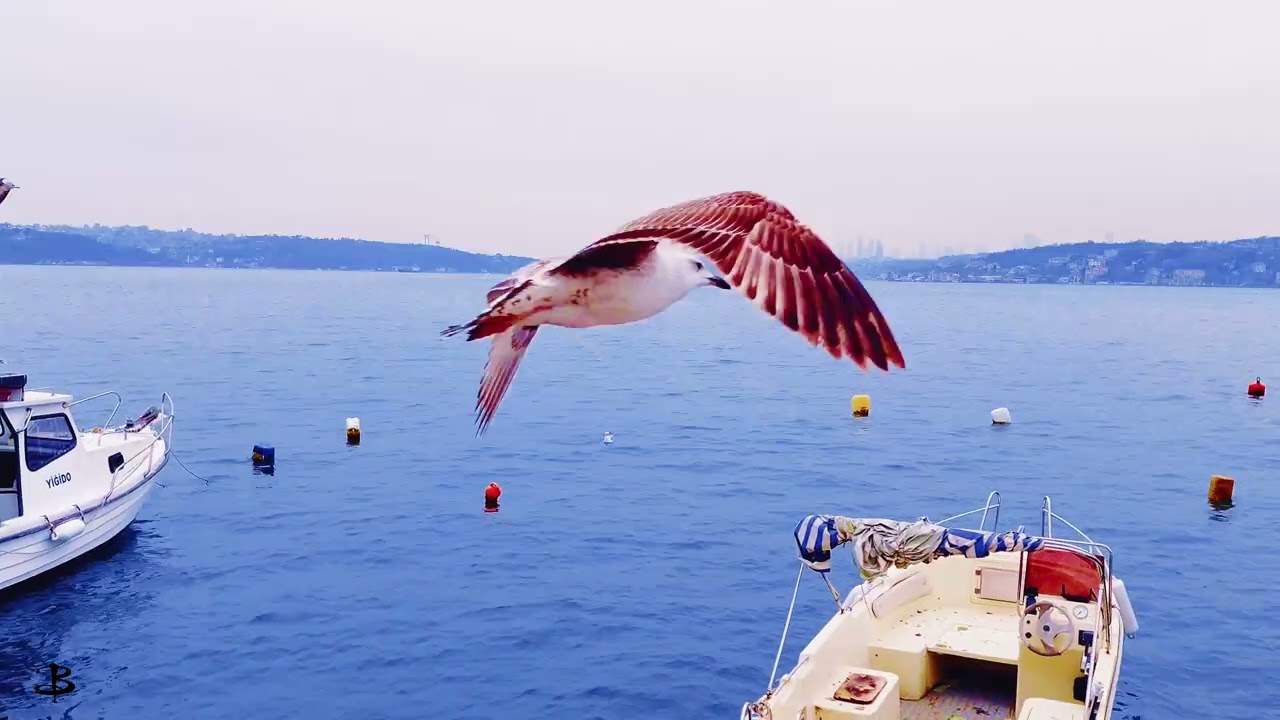 Penceremde İstanbul ( Beykoz-Dalyan ) 1 Hour Ambiance Sounds FX Vr.