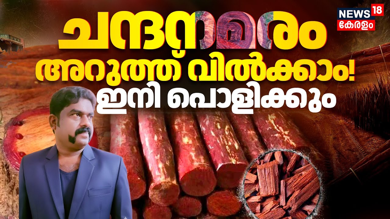 Sandalwood Law Kerala | ചന്ദനമരം അറുത്ത് വിൽക്കാം !ഇനി പൊളിക്കും | Sandalwood Farming | N18V