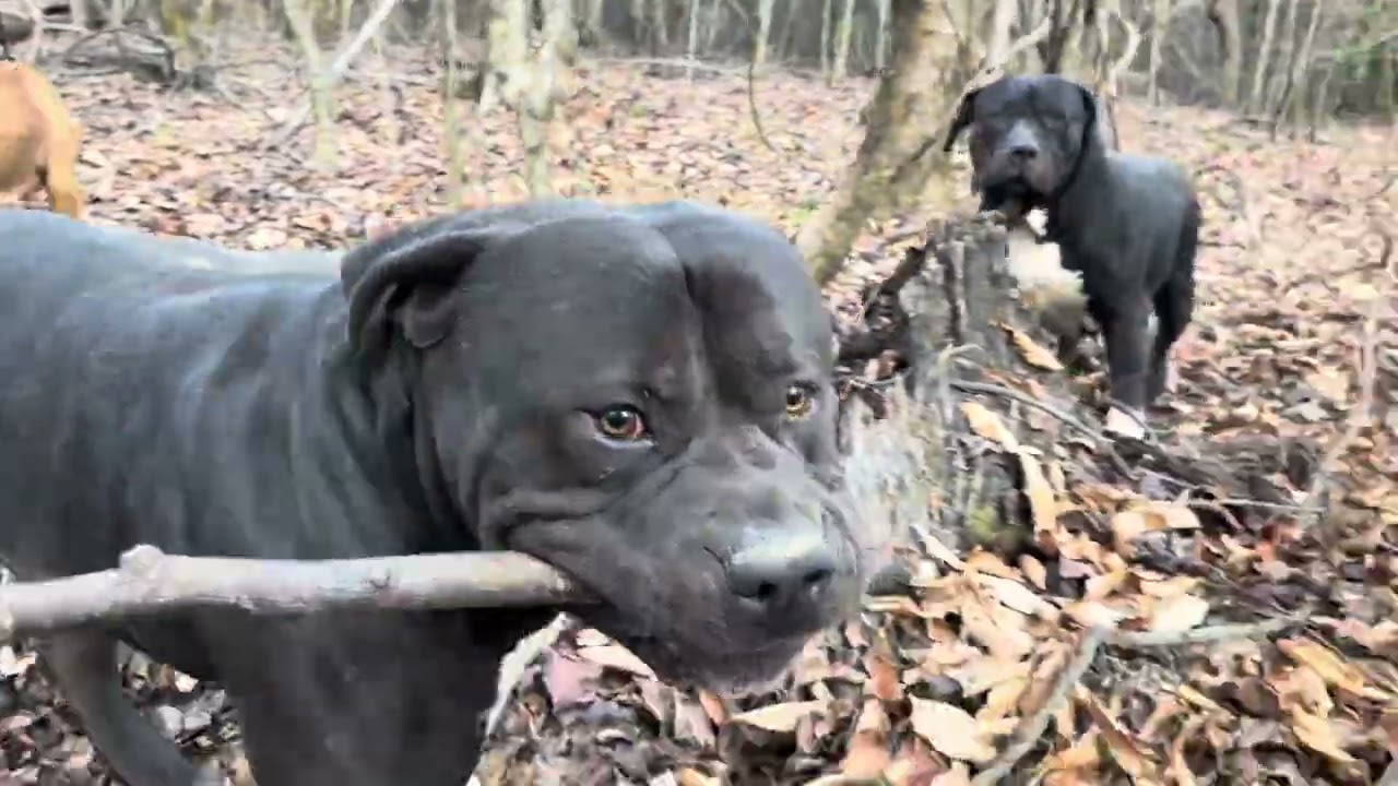 What is a Stud dog?🤨 #americanbully #abkc #adba #xlbullynation #dogs #outdoors #happydogs #bigdog 