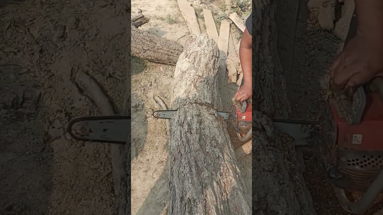 sisam wood cutting in India