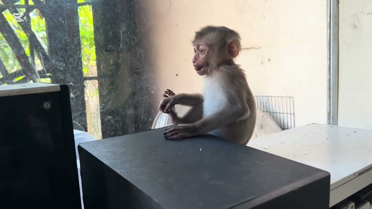 Mary is naughty #monkey #animals #asmr