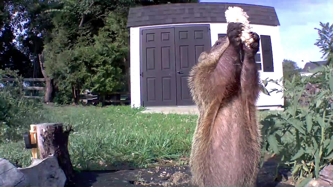 If 2020 Was A Groundhog!