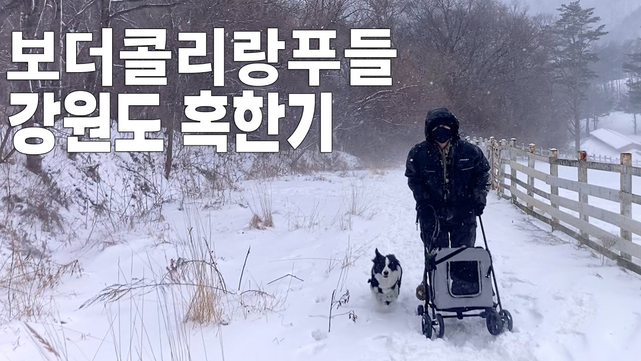 강원도 애견동반 혹한기체험