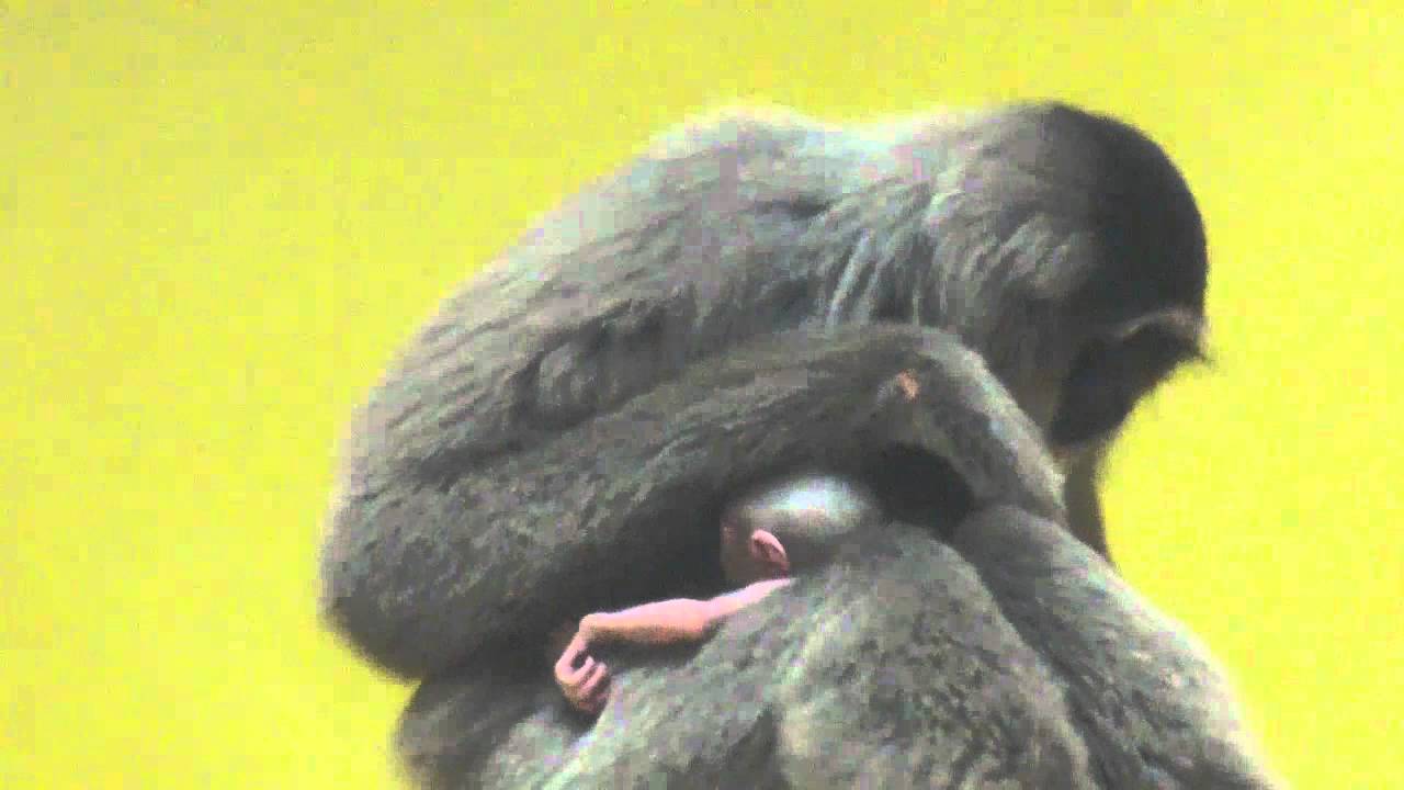 Endangered species: Javan Silvery Gibbons at the Munich Zoo - Silber Gibbons im Tierpark Hellabrunn