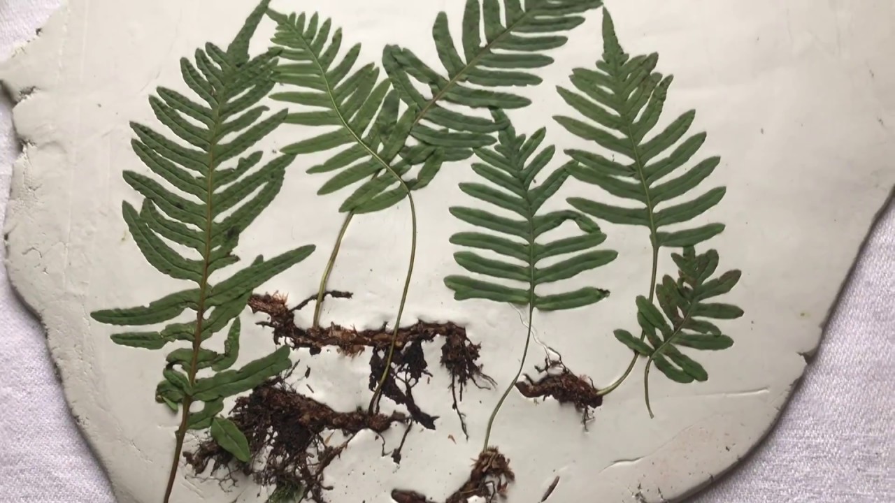 Imprints of Plants. Tutorial. Отпечатки растений. Папоротник.Гипс. Мастер-класс.