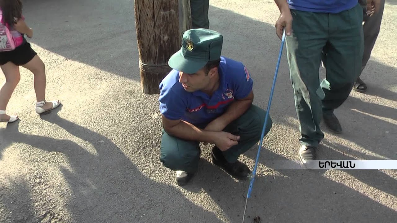 Ինչպես վարվել օձ տեսնելիս ու տարբերել թունավորին անվնասից armeniatv.am