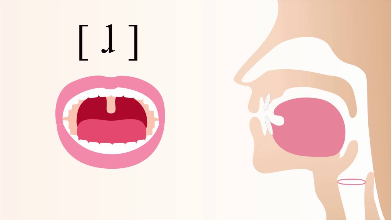 [ ɺ ] voiced apical alveolar lateral tap