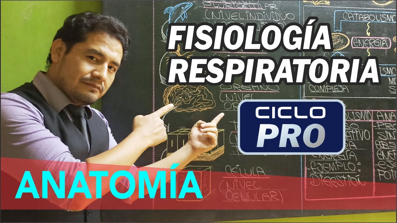 ANATOMÍA - Fisiología Respiratoria [CICLO PRO]