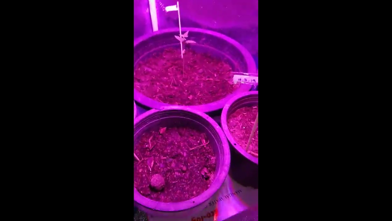 Weed plant 3 & 18 days old - Grow Cannabis For Beginners