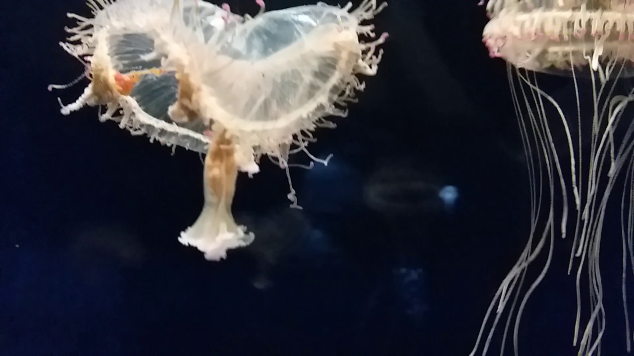 olindias formosa水母jellyfish