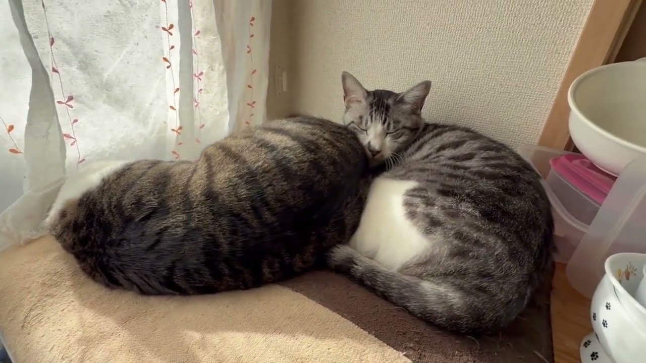 仲良くお昼寝。からの突然始まる兄弟猫喧嘩。