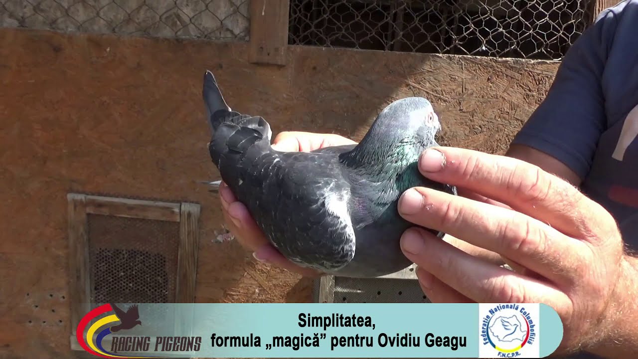Simplitatea, formula „magică” pentru Ovidiu Geagu