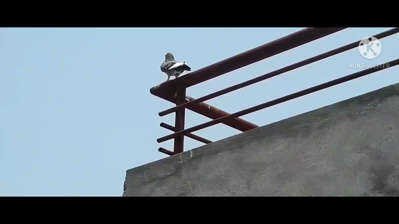 new kabutar pakad liya🕊🕊