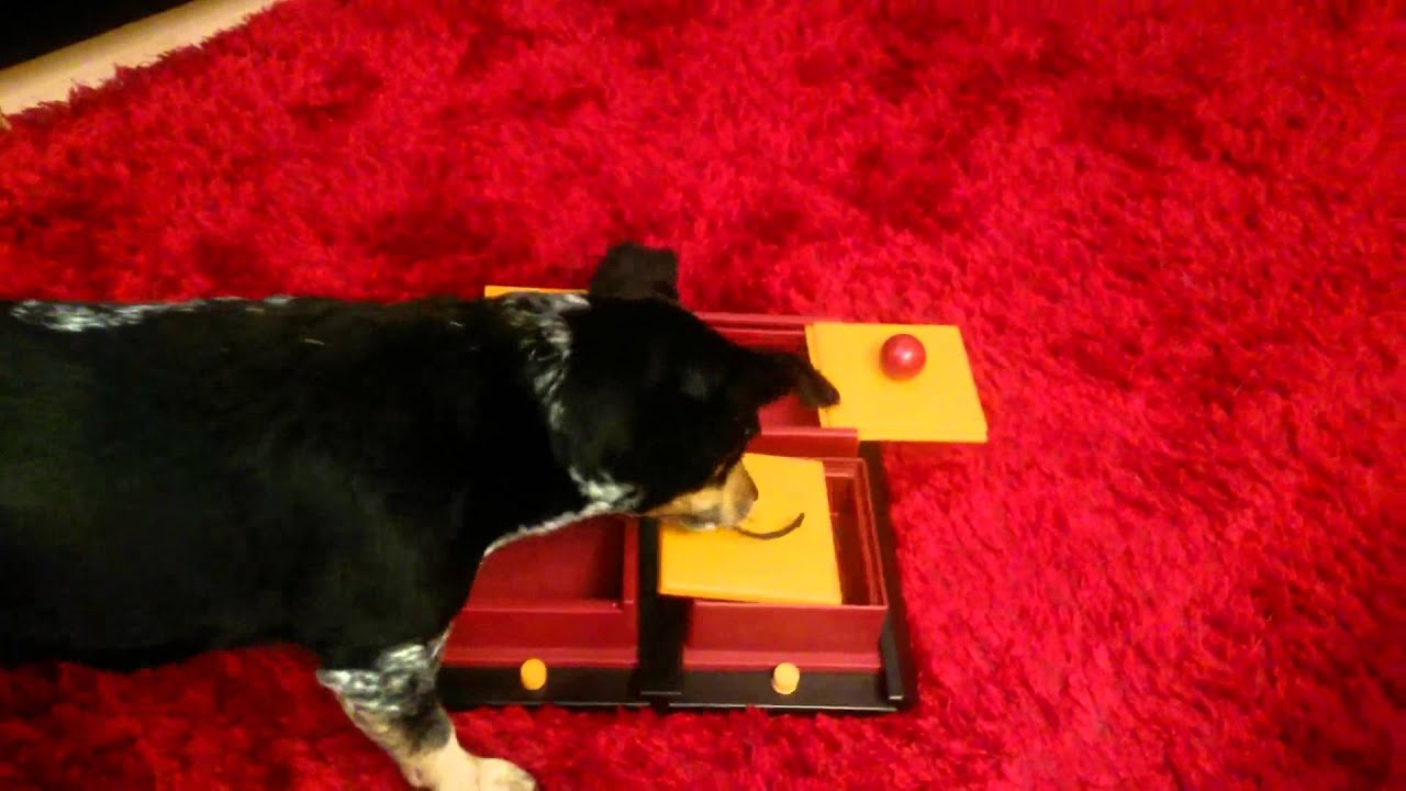 schlauer Hund Tiffany und das Intelligenzspielzeug