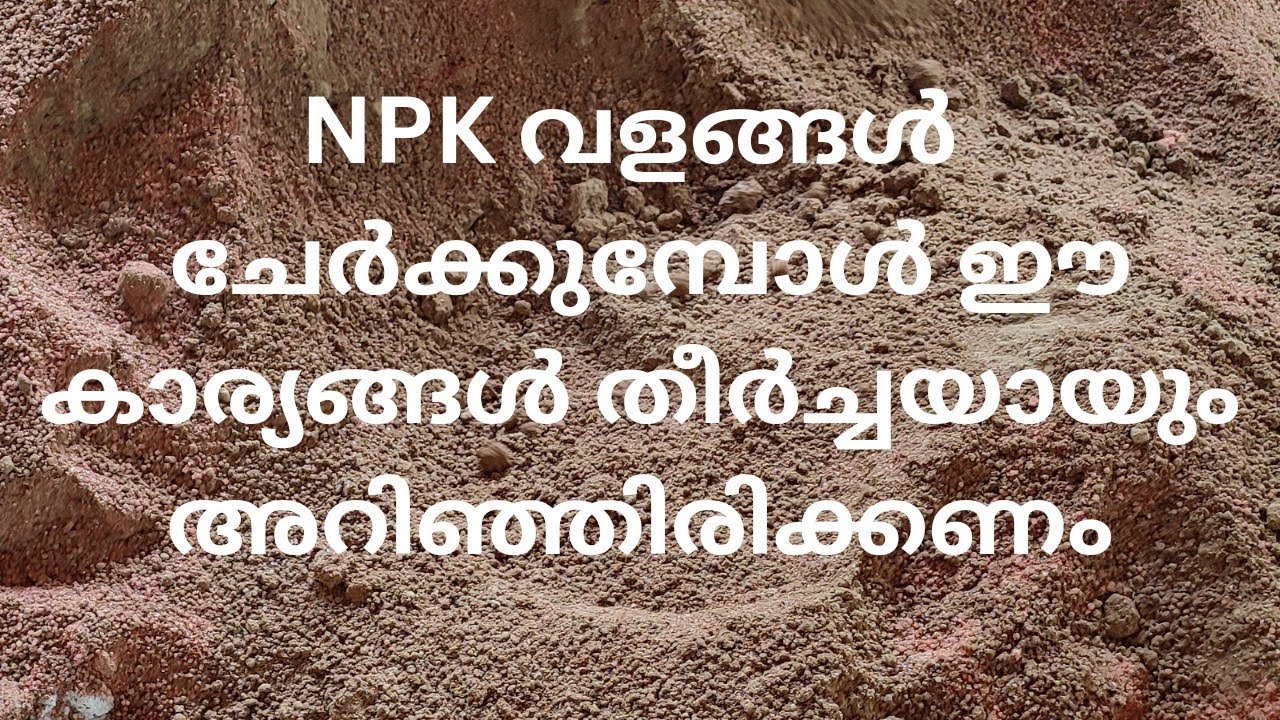 N P K വളങ്ങൾ ചേർക്കുമ്പോൾ ഈ കാര്യങ്ങൾ തീർച്ചയായും അറിഞ്ഞിരിക്കണം # namukkumkrishicheyyam